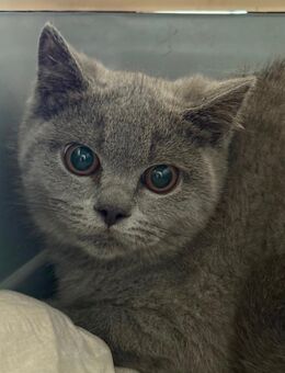Britisch Kurzhaar Katzen - Perl