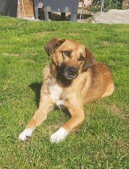 Liebevoller Bernd sucht seine Familie - Fischach