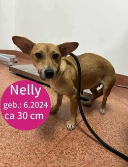 Nelly möchte die Welt entdecken! - Beltheim