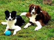 2 Bordercollies suchen neues Zuhause - Püttlingen
