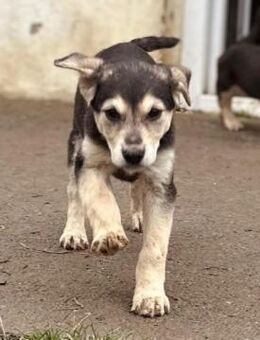 Zauberhaftes, liebes Welpenmädchen Tilly - Kallmünz