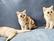 Bkh kitten Reinrassige Kätzchen besondere Farben Abholbereit - Schloß Holte-Stukenbrock