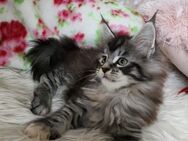 =^..^=Bezaubernde Maine Coon kitten mit Stammbaum aus seriöser Zucht =^..^= - Bad Berleburg