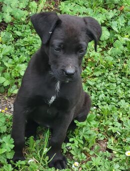 Boxer Labrador welpen - Wiesbaden