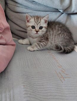 BKH KITTEN reinrassige - Herten