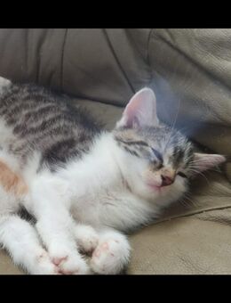 2,5 monatiger Kater sucht liebevolle Familie - Heiligenstadt (Heilbad)