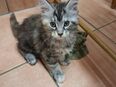 XXL Maine Coon Kitten in 72760
