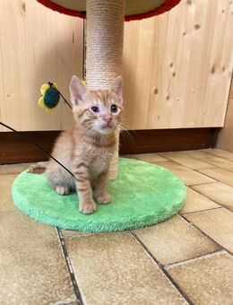 Filou aus dem Tierschutz - Grevenbroich