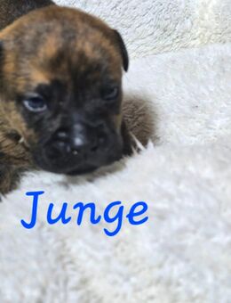 OEB Mix Welpen - Varel