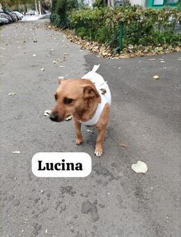 Lucina - auf der Straße gefunden - Berlin