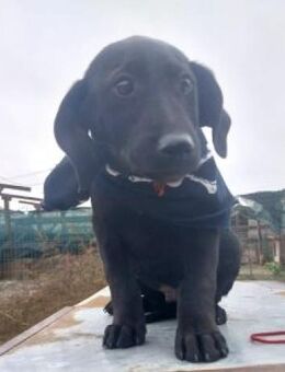 Nemos 30 cm (Nov 25, wächst noch) - Alpenrod