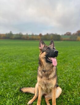 Liebe Schäferhündin sucht neues Zuhause - Altenkrempe