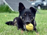 Lucky ist ein Goldstück - Bielefeld