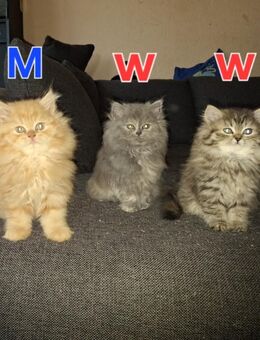 Reinrassige Perserkitten mit nase - Dortmund