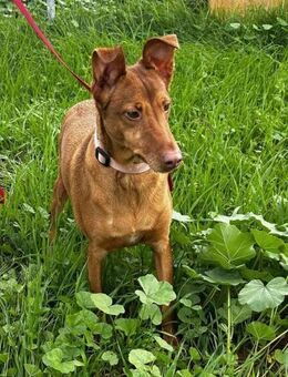 XERES - besonders liebenswerter Galgo - Kempen