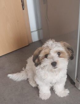 Shih Tzu Weibchen - Dortmund