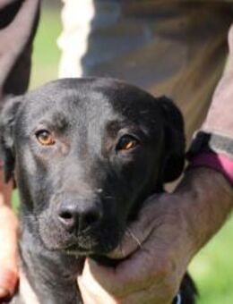 Bacalle - bildhübscher Jungrüde - Lohra