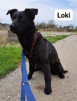 Loki sucht ein Zuhause - Linden (Hessen)