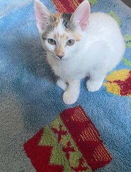 Baby Katze - Bexbach
