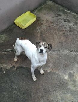 Bloom - braucht endlich ein Zuhause! - Höchst (Odenwald)