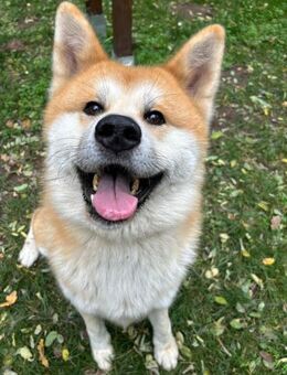 Akita, der noch viel lernen muss - Bad Belzig