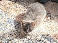 Katze stubenrein und sehr anschmiegsam sucht neues Zuhause - Berlin Reinickendorf