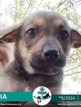 LIVIA - 09/2024 - Leimen (Baden-Württemberg)