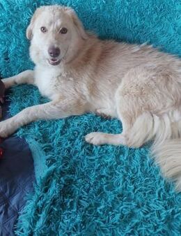 Morrison, freundlicher Mischlingsrüde - Remagen