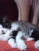 Verschmusst es Perser Katerchen in 96161