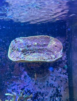 Koralle turbinaria Reniformis Meerwasser - Heinsberg