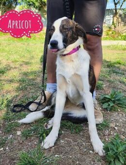 Apricot eine verspielte Hündin - Flörsheim-Dalsheim