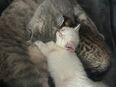 3von 4 Bkh Kitten suchen liebevolles zu Hause in 34308