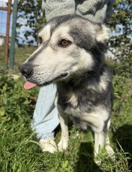 Carlos - schenkst Du ihm ein Zuhause? - Köln