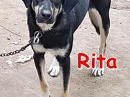 RITA ❤ sucht Zuhause oder Pflegestelle - Langenhagen