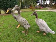 3 bunte Laufenten 1 Erpel 2 Enten - Neustadt (Sachsen) Hohwald