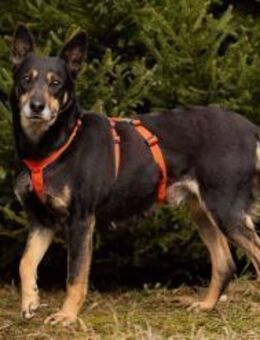 Intelligente Dana sucht warmes Körbche - Duisburg