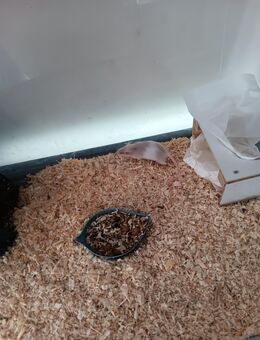 2 Farbmaus Böcke abzugeben - Südharz