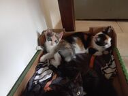 Baby katzen - Osterhofen