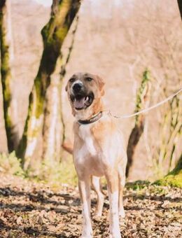 Neugieriger Süleyman sucht dich! - Duisburg