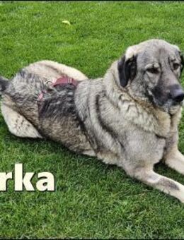 große Sarplaninac Hündin Sarka sucht.... - Margetshöchheim