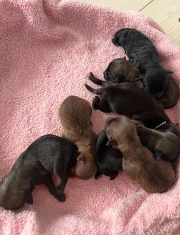 Bolonka Zwetna Welpen am 26.10.2025 auf die Welt gekommen - Köthen (Anhalt)