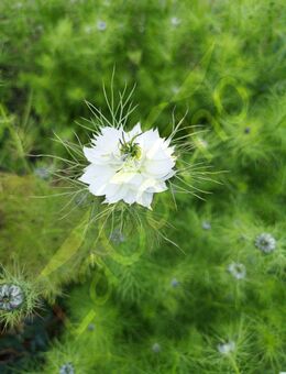 Jungfer im Grünen Samen blau Nigella Blume Pflanze Jungfer-im-Grünen insektenfreundliche seed Blumensamen für Bienen Hummeln Schmetterlinge und meh insektenfreundlich Geschenk SWR Blumenwiese - Pfedelbach
