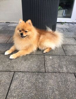 Süßer Pomeranian (Zwergspitz) - Zweibrücken