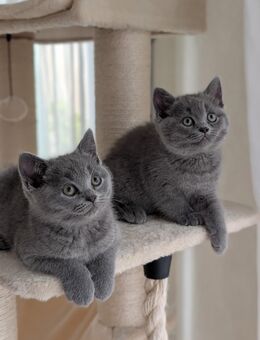 Unsere zwei zuckersüßen und reinrassigen Britisch Kurzhaar Kittens suchen ein neues und liebevolles Zuhause! - Gummersbach