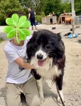 Freundlich + sozial= JOE wartet auf ♥️‼️ - München