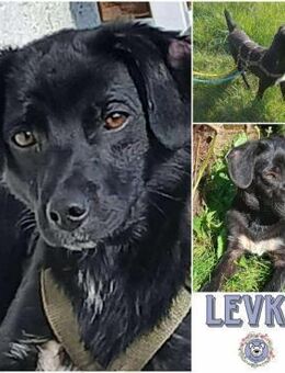 LEVKE * zierlich sportlich lustig - Duisburg