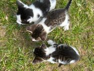 Katzenbabys suchen liebevolles zu Hause - Sassen-Trantow