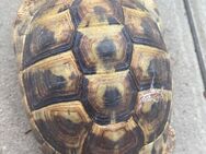 Landschildkröte - Leonberg (Baden-Württemberg)