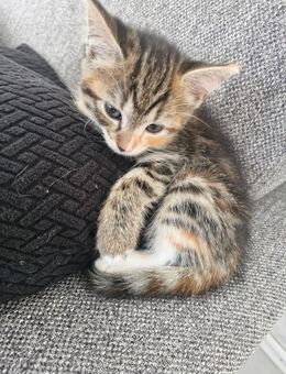 Babykatze Thai Silver Tabby gemischt - Gevelsberg