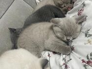 3 Kitten für ein neues zu Hause - Gummersbach